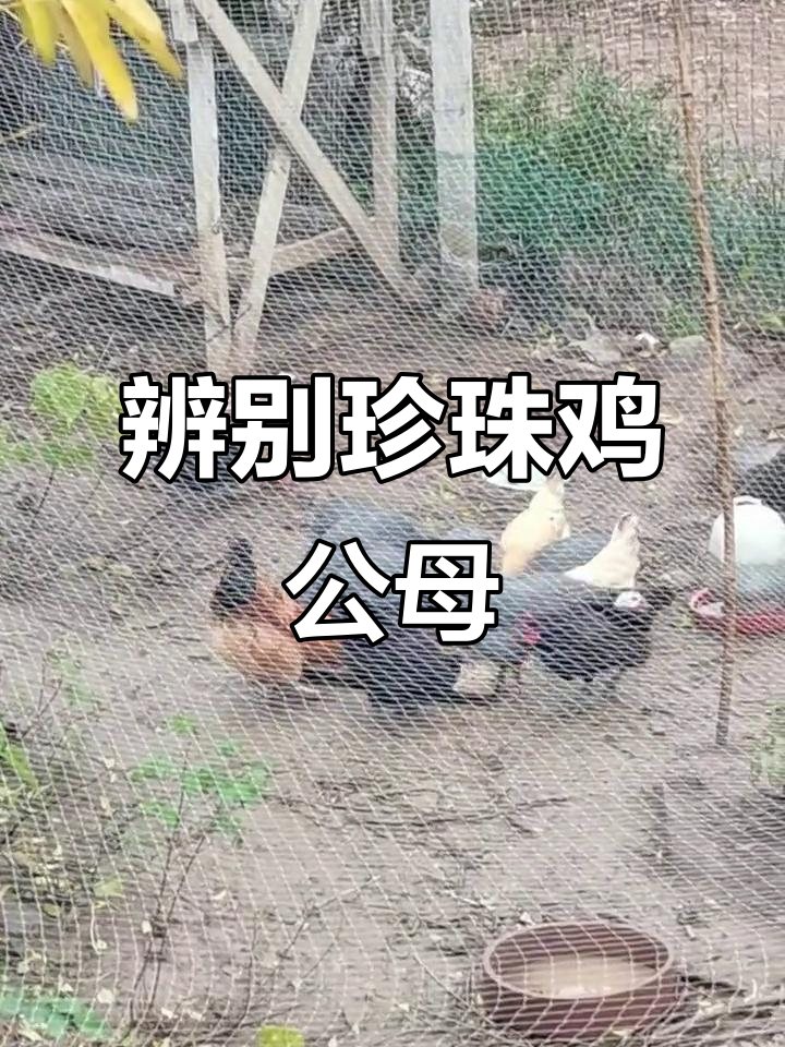 珍珠鸡,贵妃鸡公母分辨大揭秘,乡村味道全体验
