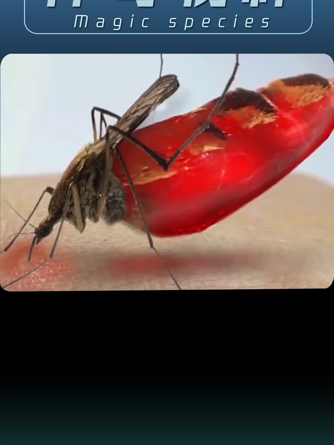 花蚊子学名白纹伊蚊,居然是外来物种