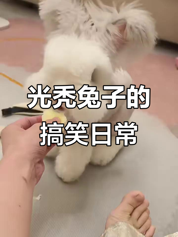 兔子剃毛后光溜溜,叼苹果跑得飞快,真是滑稽又可爱!