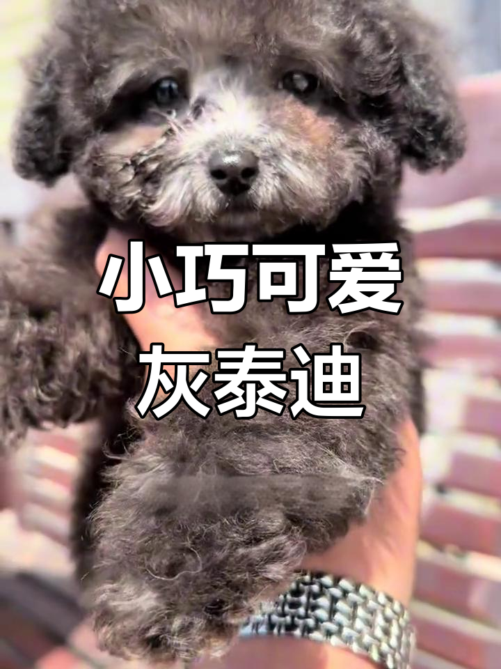 四个月小体灰泰迪,眼睛超萌!