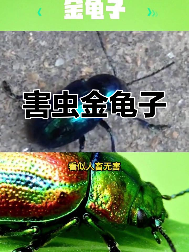 金龟子:看似无害,实则危害严重