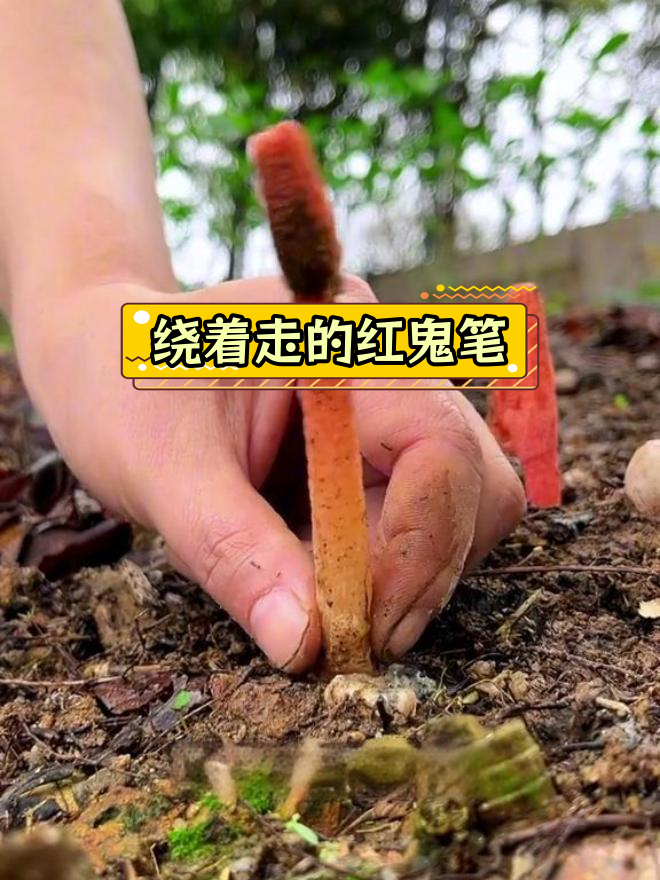 蛇头菌功效图片