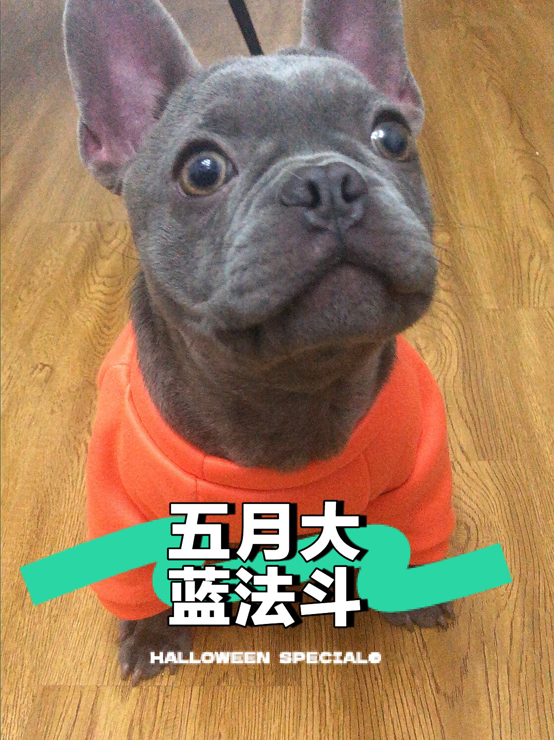 五个月大的蓝法斗 蓝牛 法国斗牛犬