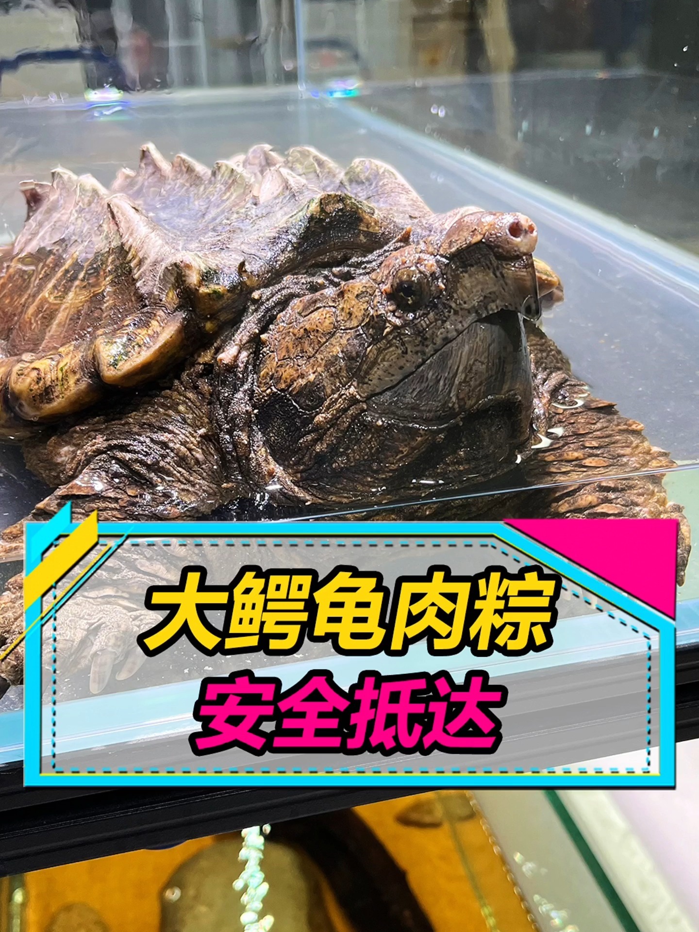 大鳄龟开箱这玩意太吓人家里有小孩别养