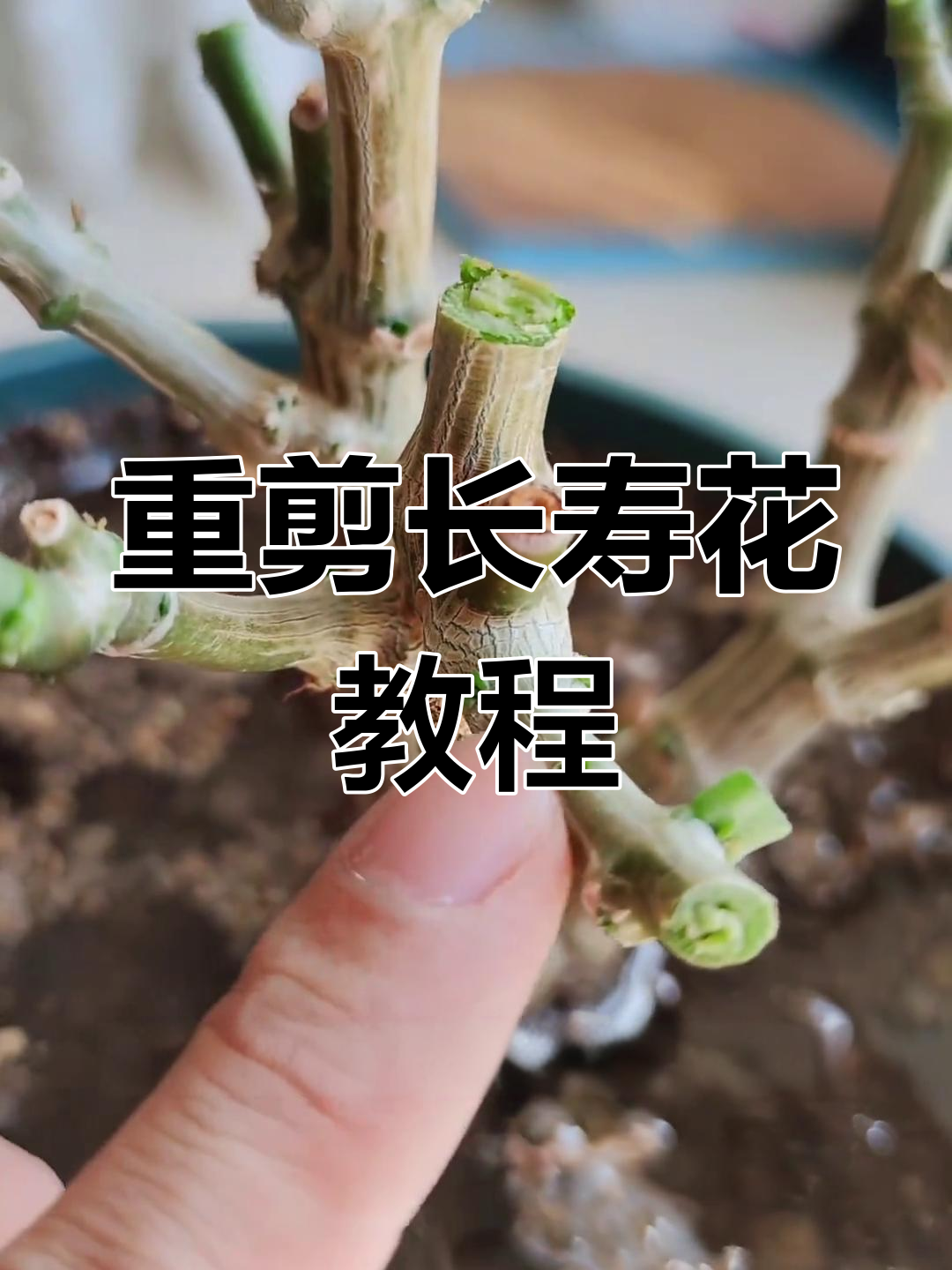 长寿花重剪技巧,打造漂亮老桩!