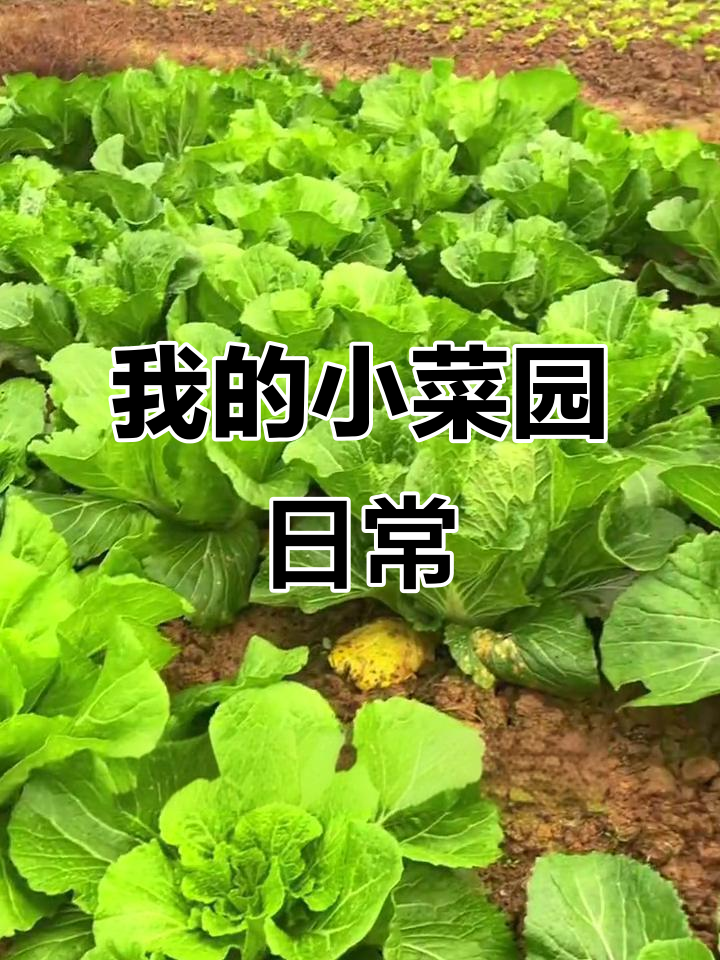 我的菜园生活:种菜不晒,白忙活?