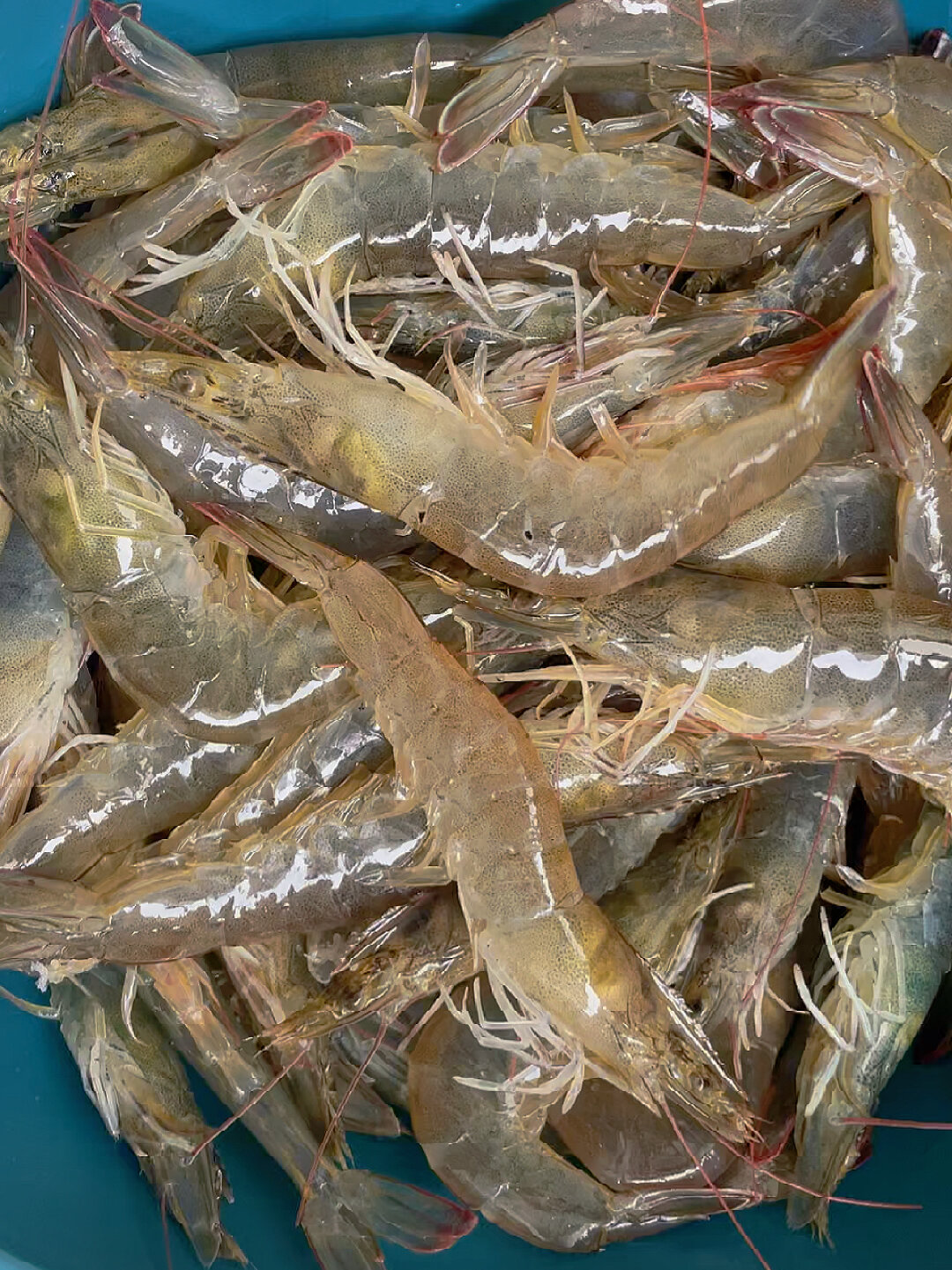 活鲜 基围虾 肉多鲜美