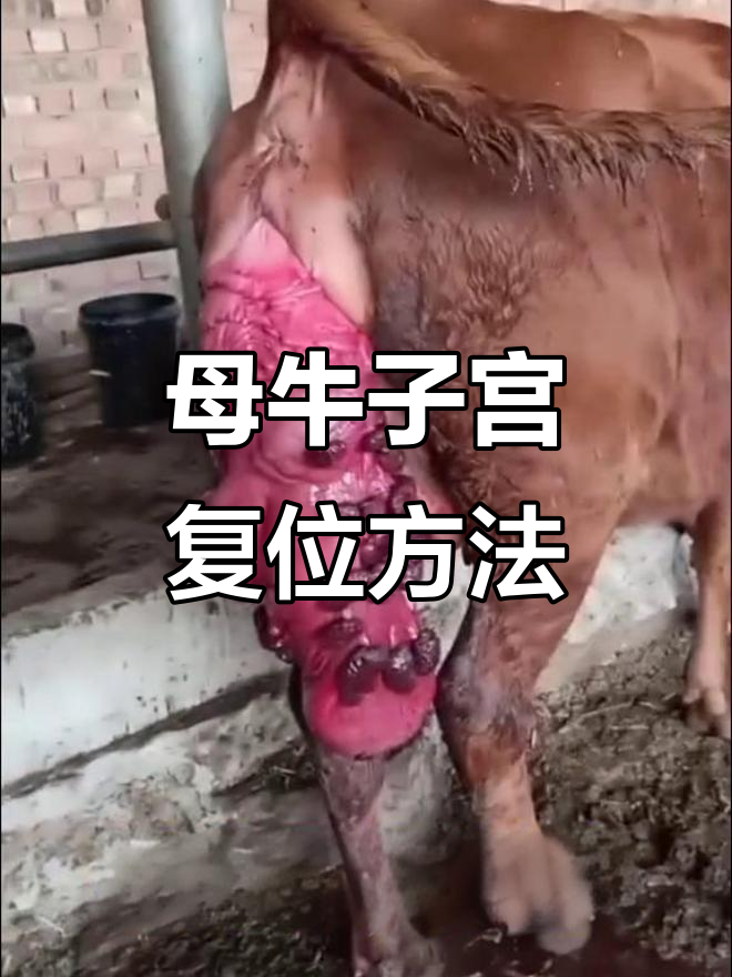 母牛子宫脱出处理技巧,快速恢复健康