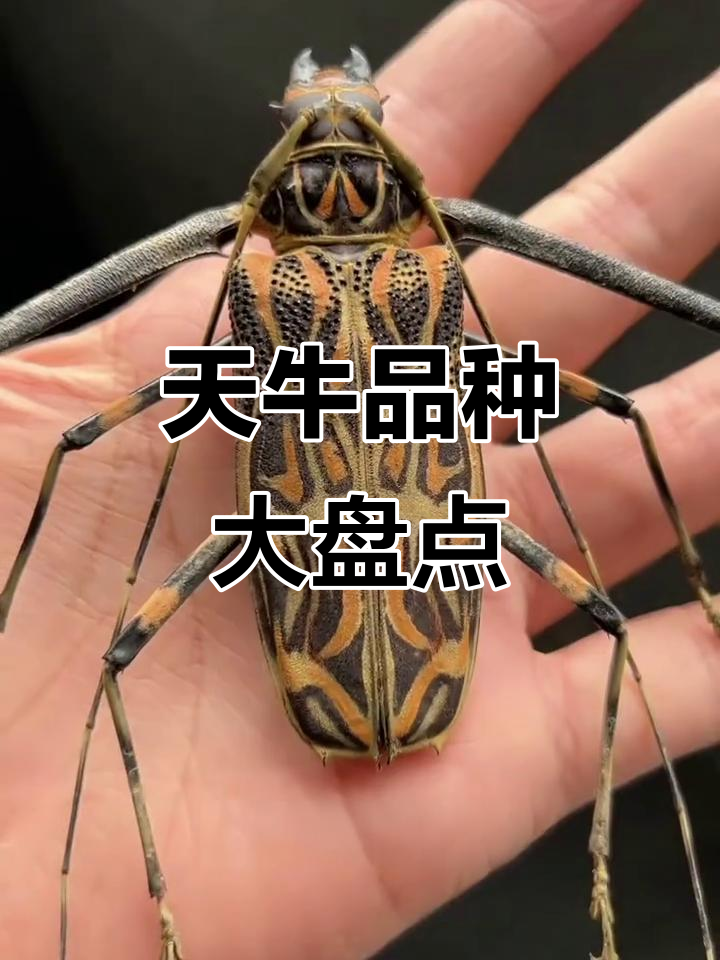 15种天牛大揭秘,你见过几种?