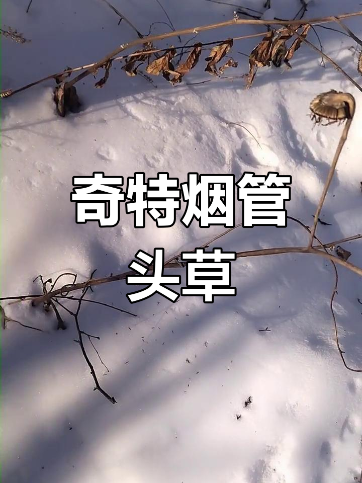 这种草长得像烟袋,功效独特,值得了解