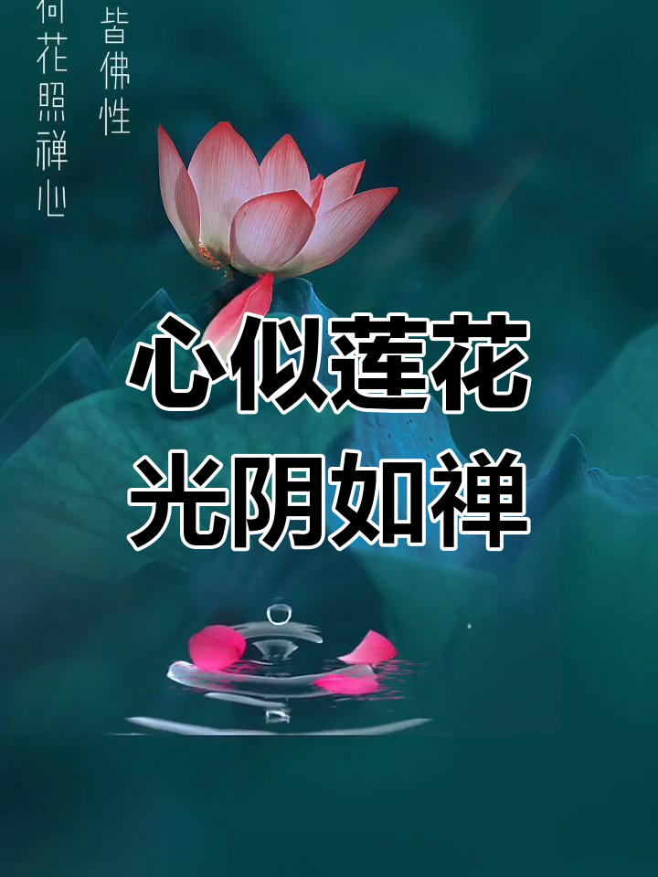 莲花心境,岁月静好:一花一叶皆菩提