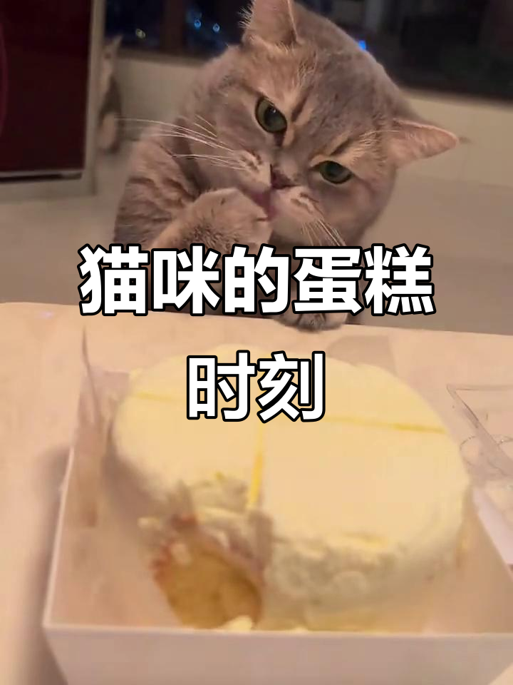 猫咪吃蛋糕,表情超搞笑!