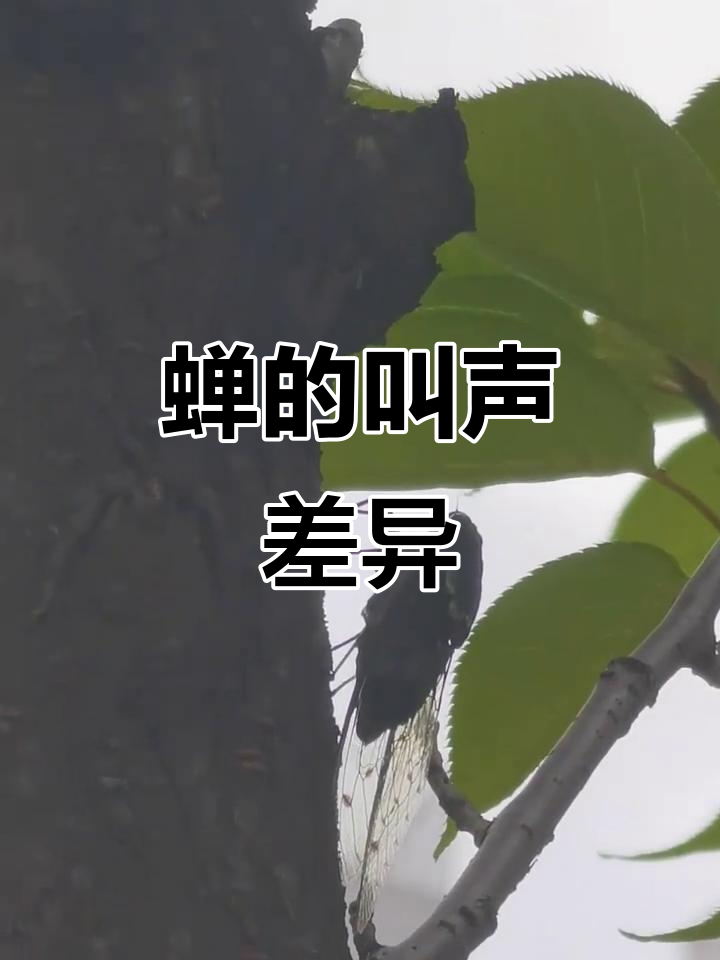 你们那儿蝉怎么叫?我们这儿有三种不同声音,好奇你们的叫声
