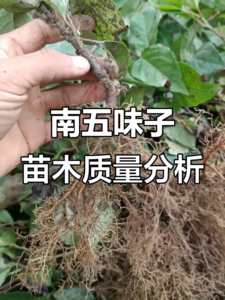 11年南五味子苗木标准解析:根系,芽点全揭秘