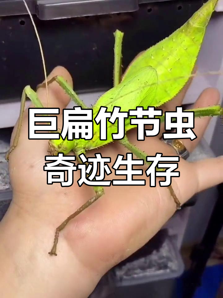 这只巨扁竹节虫竟然活了一个月,还下了六个蛋!
