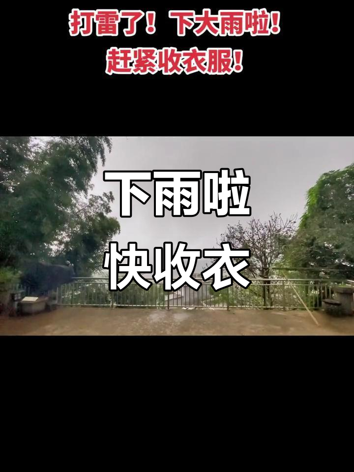 打雷下雨,桂花被淋湿了!赶紧收衣服