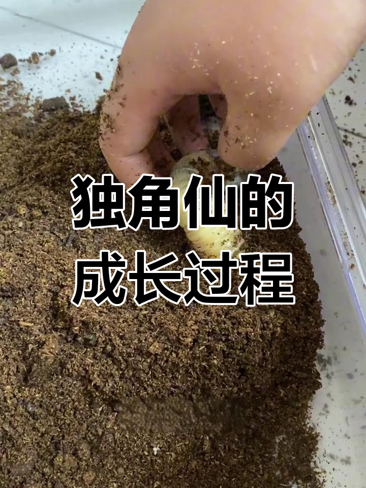 独角仙的成长过程图片图片