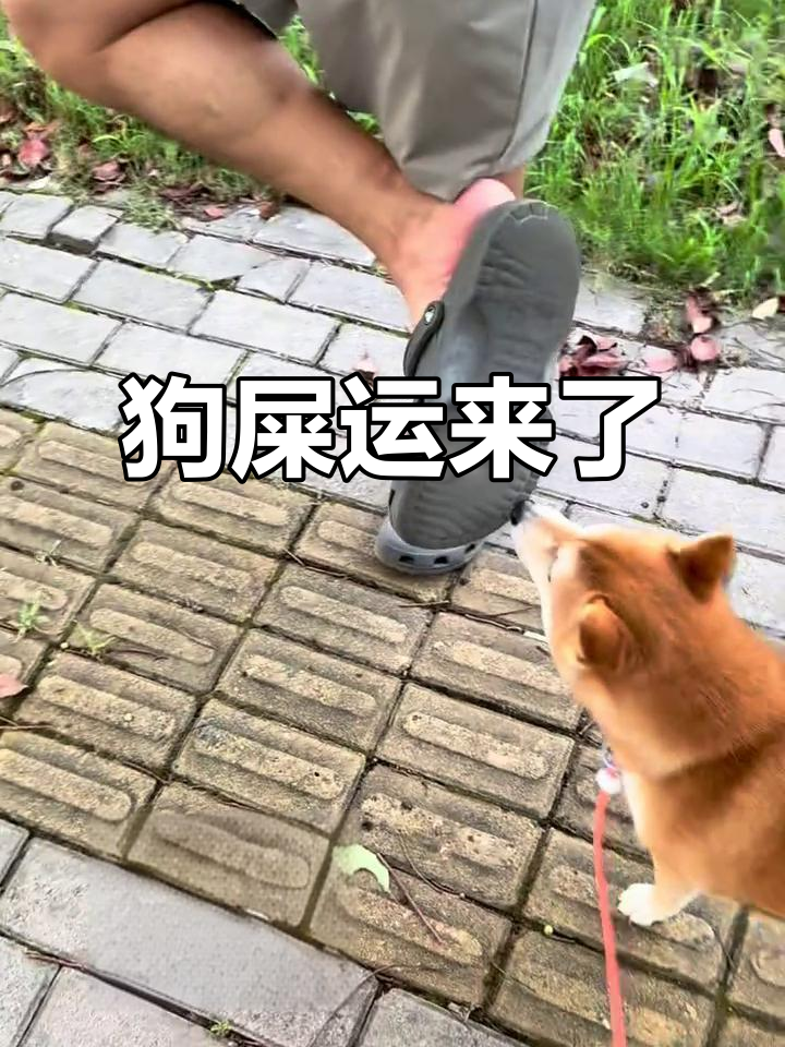 爸爸踩到狗屎,柴犬笑翻了!