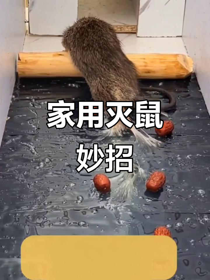 怎么超度家里老鼠-家里老鼠怎么赶出去一句话