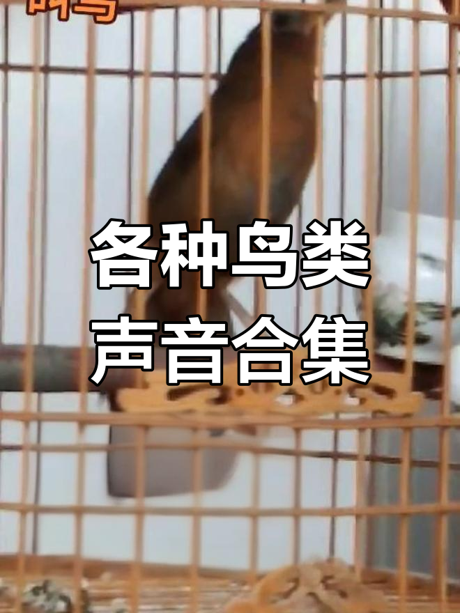 鸟叫声大集合,你听过几种?