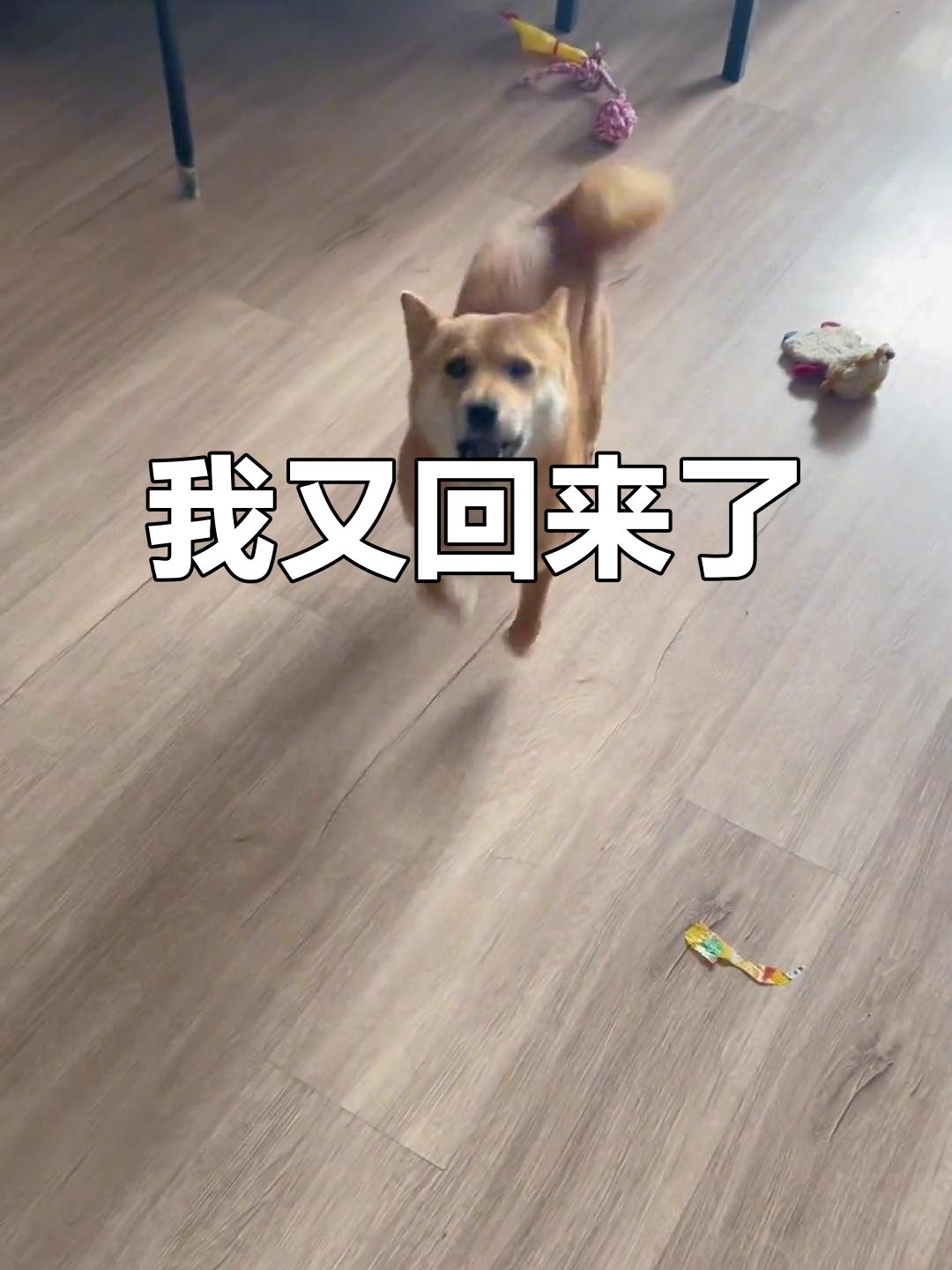 回来了,这次带来更多精彩内容