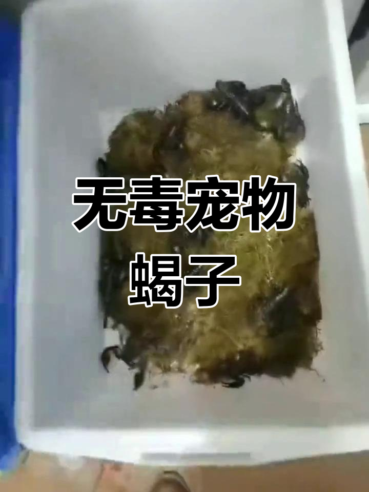 雨林蝎子:无毒小可爱
