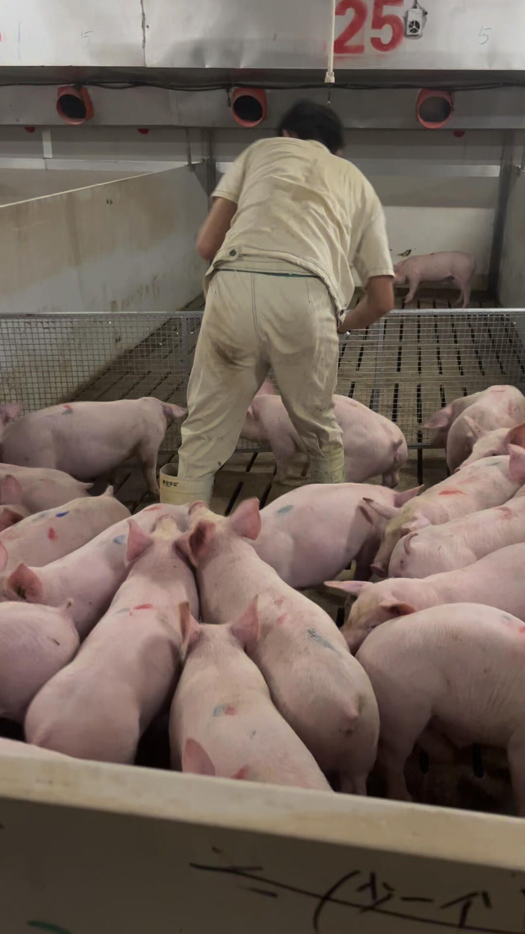 90后勇闯牧原养猪