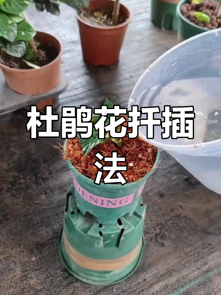 杜鹃花枝条扦插技巧,快速生根提高成活率