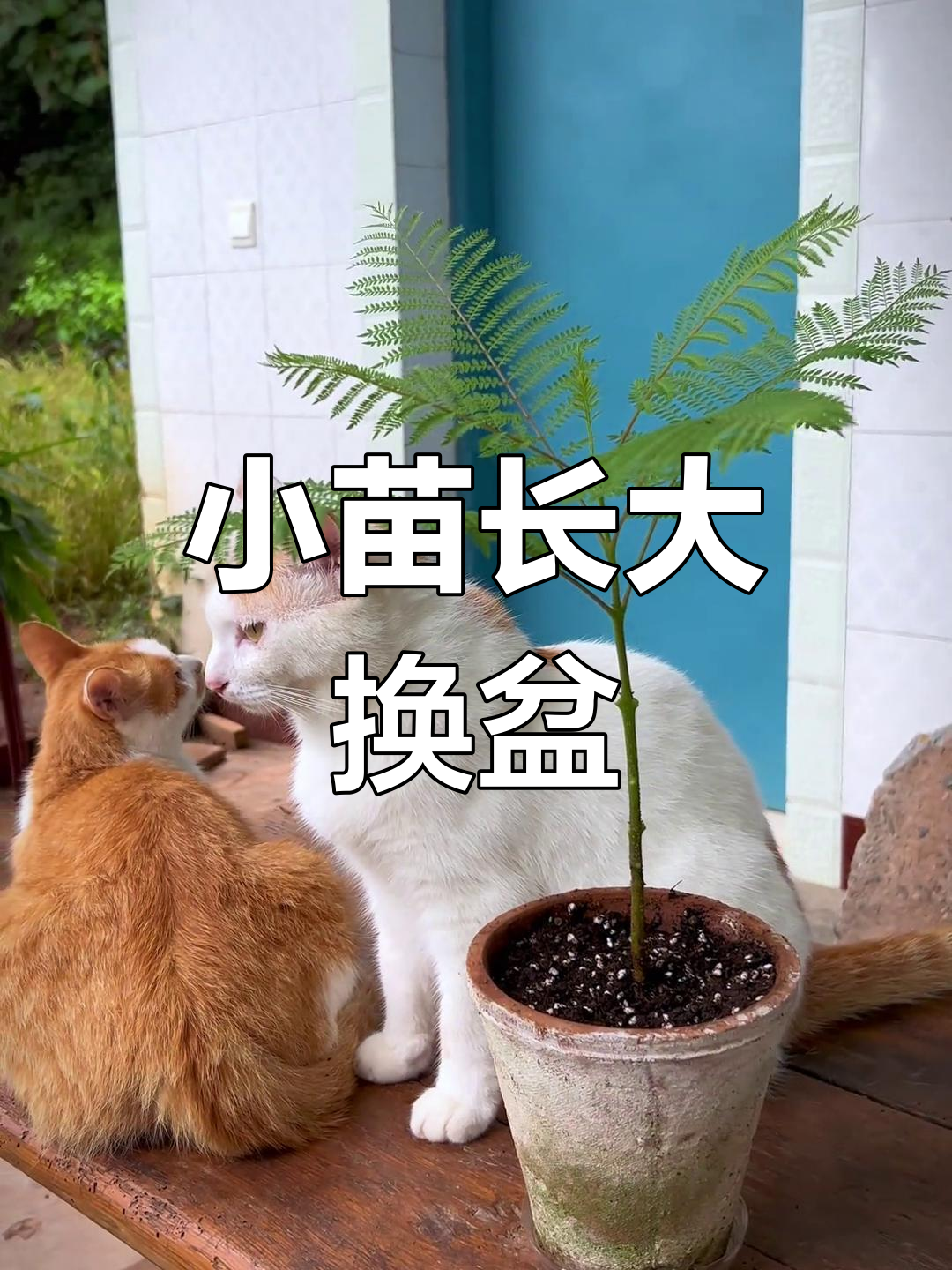 蓝花楹小苗换盆记,轻松分株成活