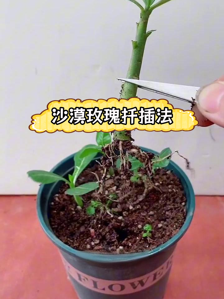 沙漠玫瑰扦插技巧,轻松成活