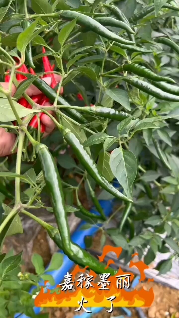 嘉稼墨丽——大果型艳红朝天椒