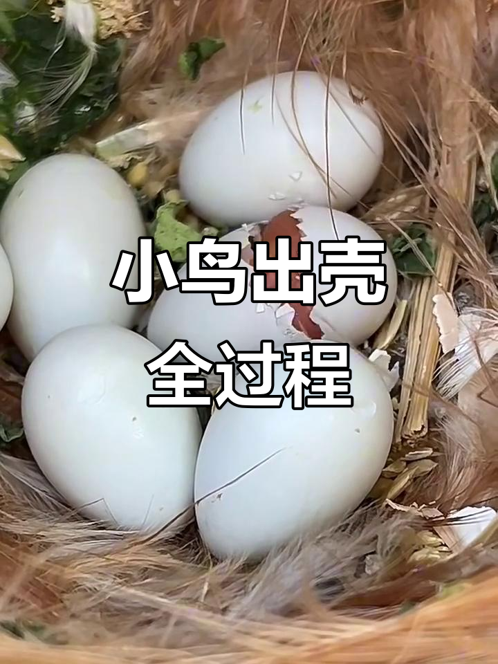 珍珠鸟宝宝破壳瞬间,萌态十足