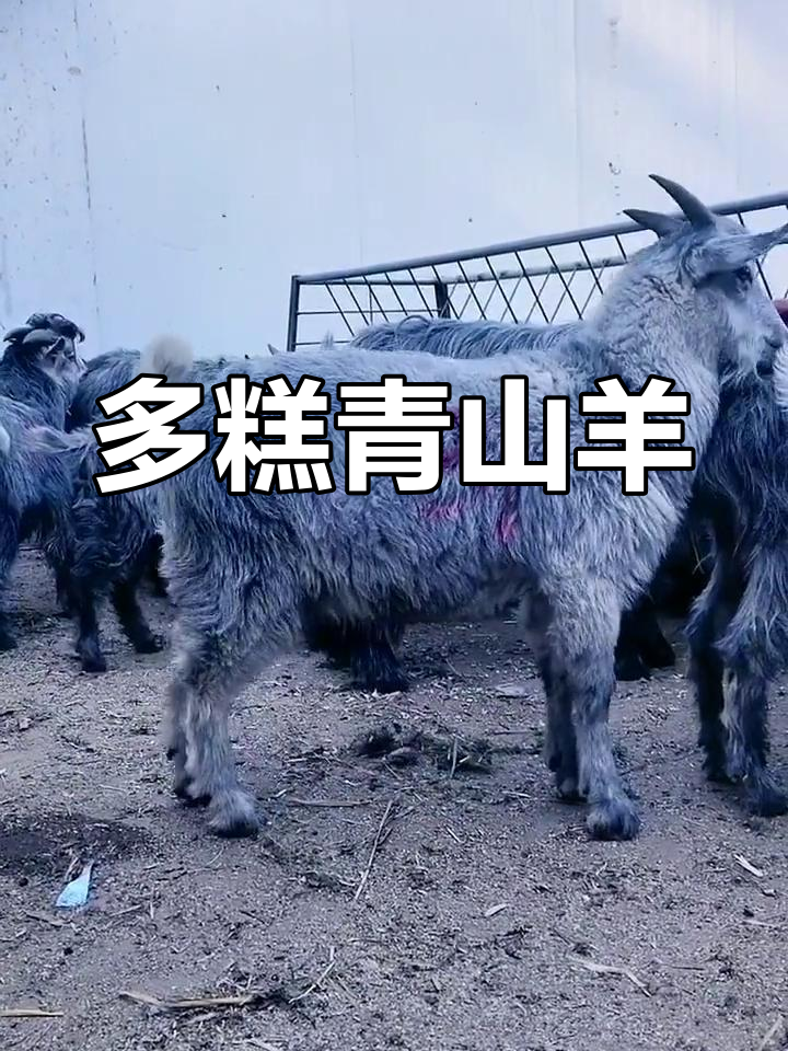鲁西南青山羊:多胎高产的独特品种