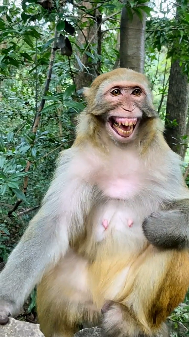 这猴子笑的太高兴了