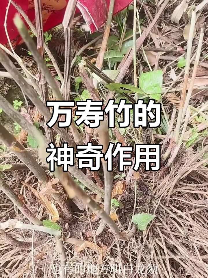 万寿竹与白龙须:山里的宝贝,爬不了坎也能用