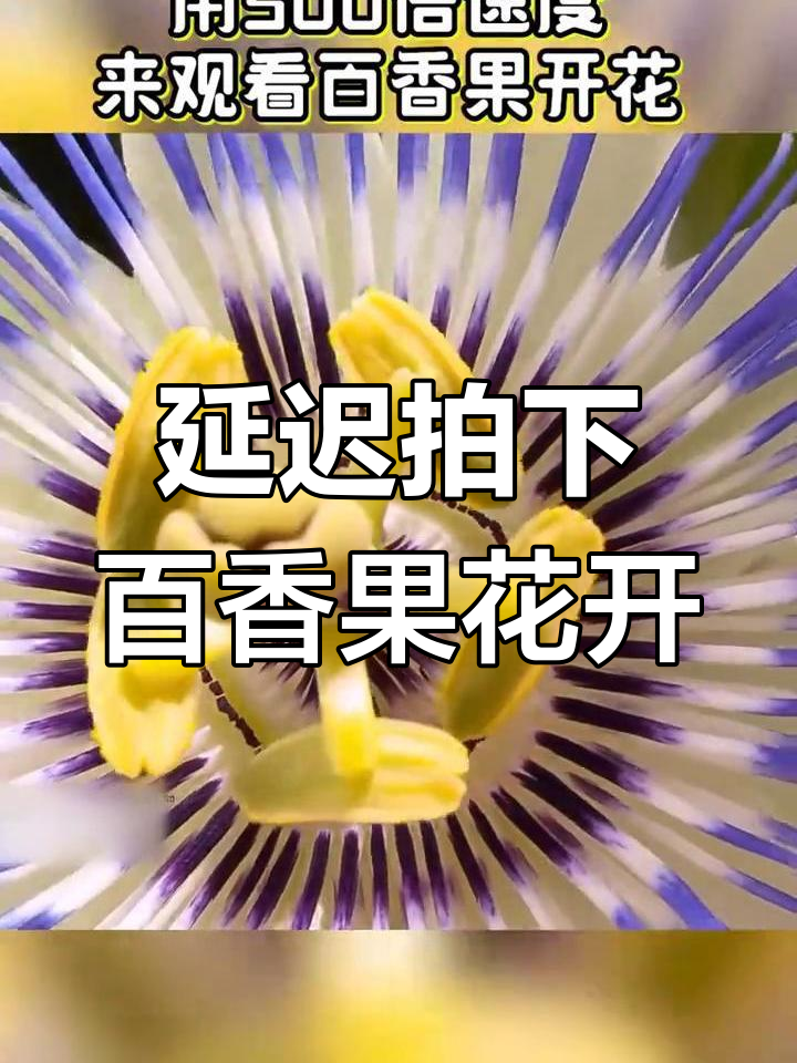 百香果开花过程图片