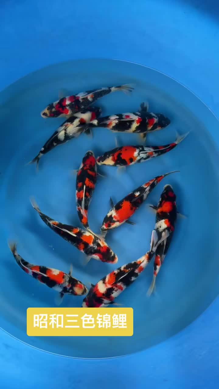 昭和三色锦鲤