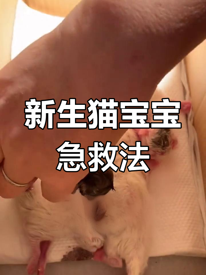 猫咪呛羊水,甩一甩能救急