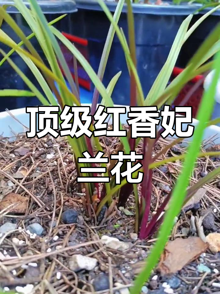 红香妃兰花:曾风靡一时,被台湾男友誉为稀世珍宝