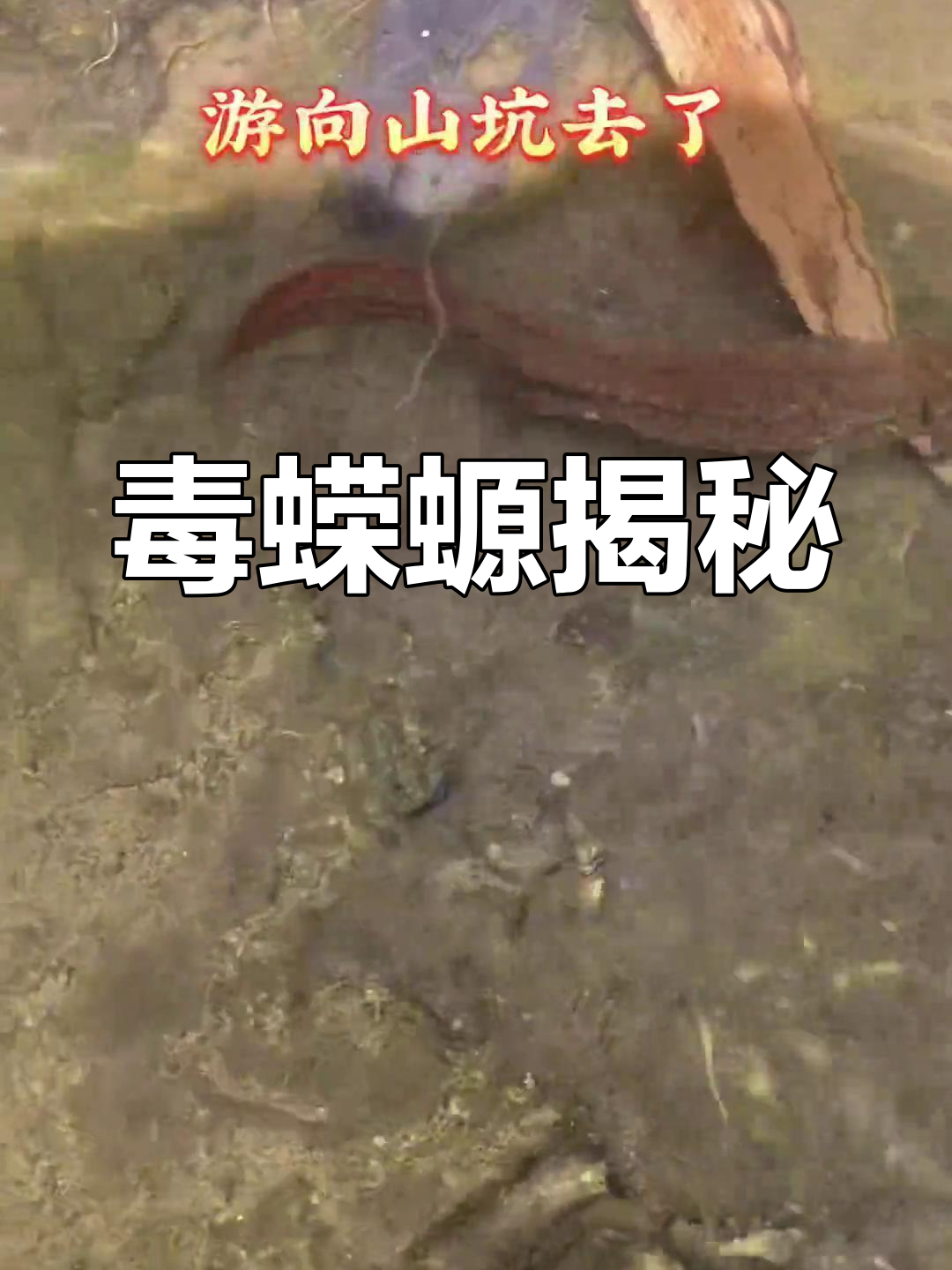 恐龙时代的神秘蝾螈,有毒且罕见