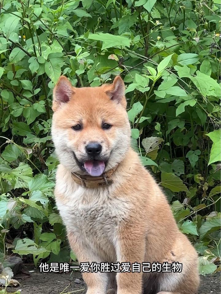 中华田园犬