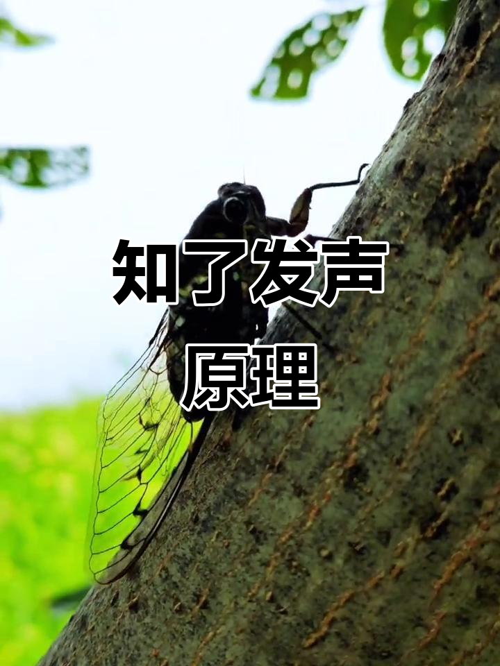 雄蝉靠腹部鼓膜振动发声,音盖瓣膜产生响亮声音