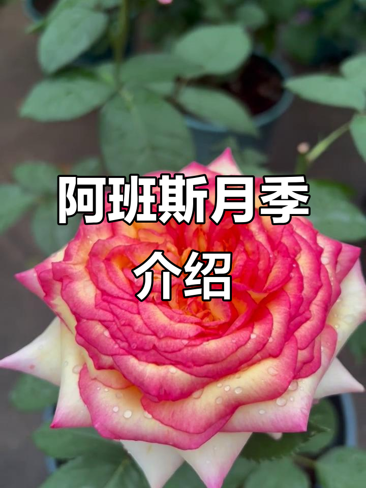 阿班斯月季:美丽与优雅的完美结合