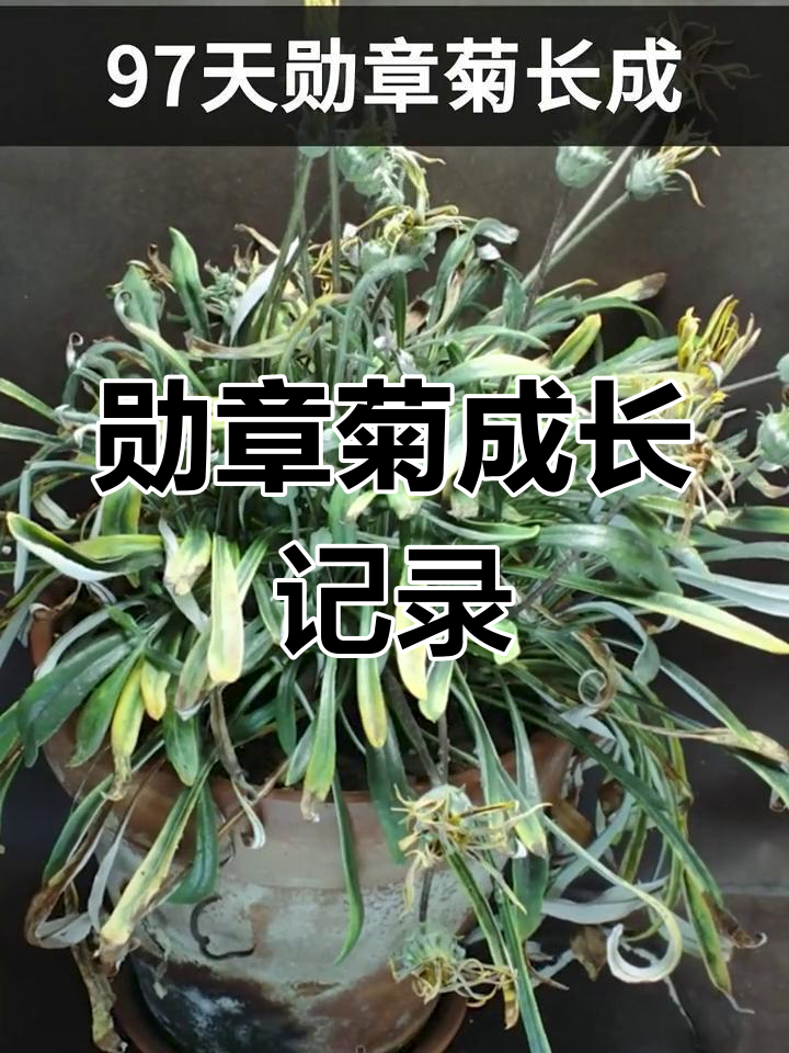 勋章菊种子发芽过程图图片