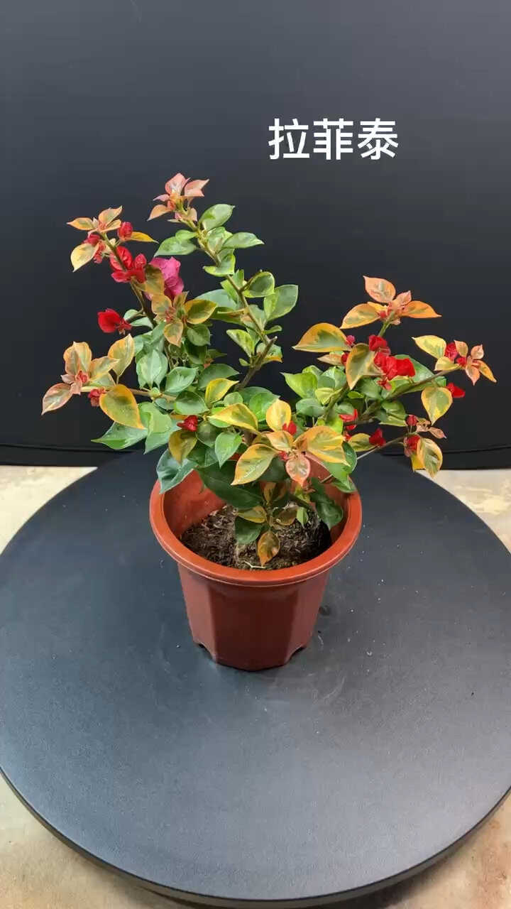 三角梅拉菲泰复色叶蜡染锦叶生长很快懒花科-度小视