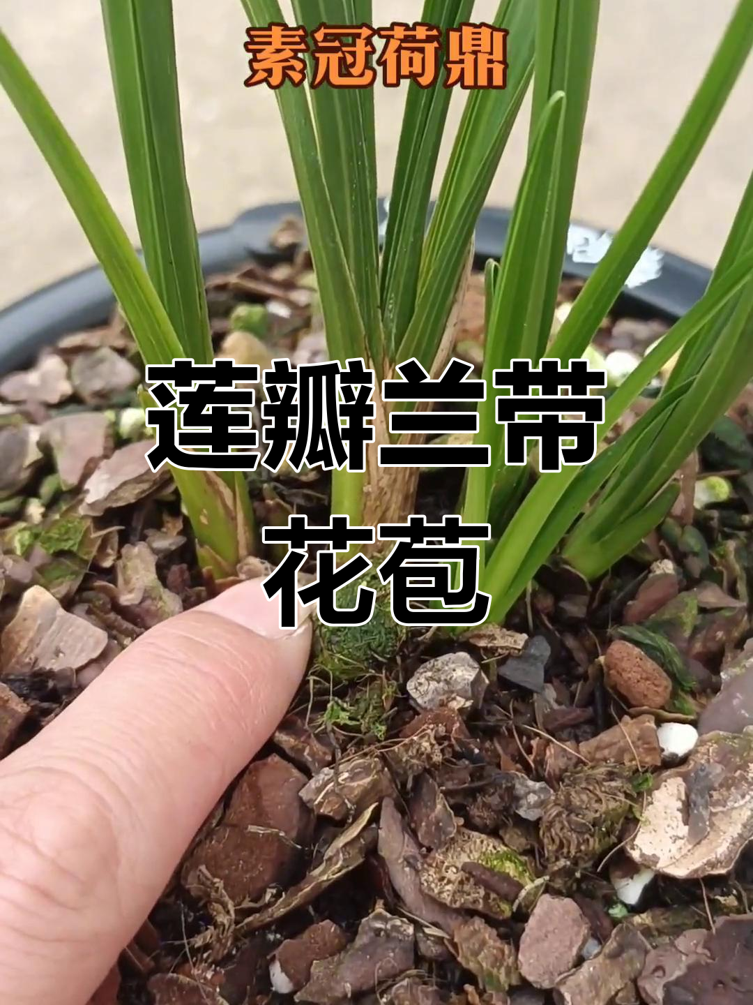莲瓣兰素冠荷鼎:壮苗带花苞,生机勃勃