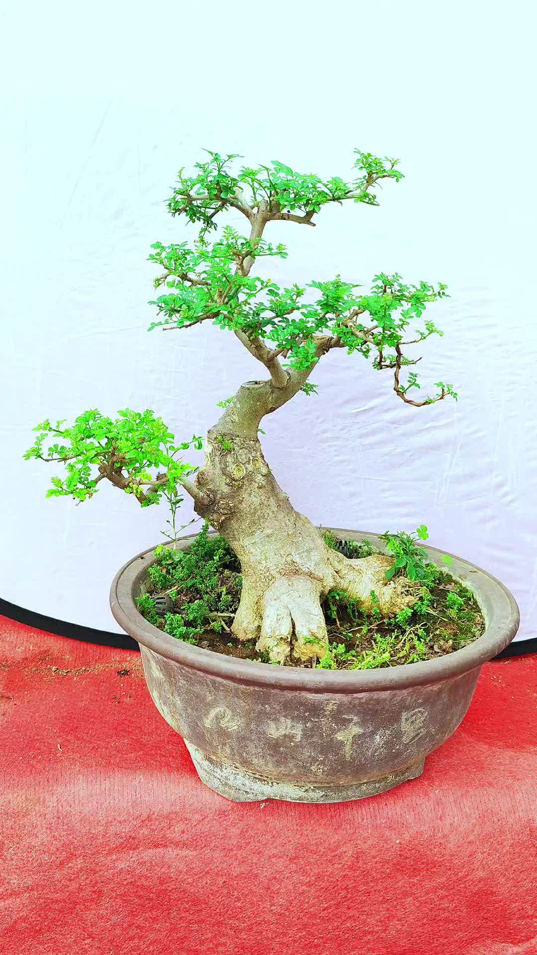 精品盆景 盆栽绿植 对节白蜡盆景