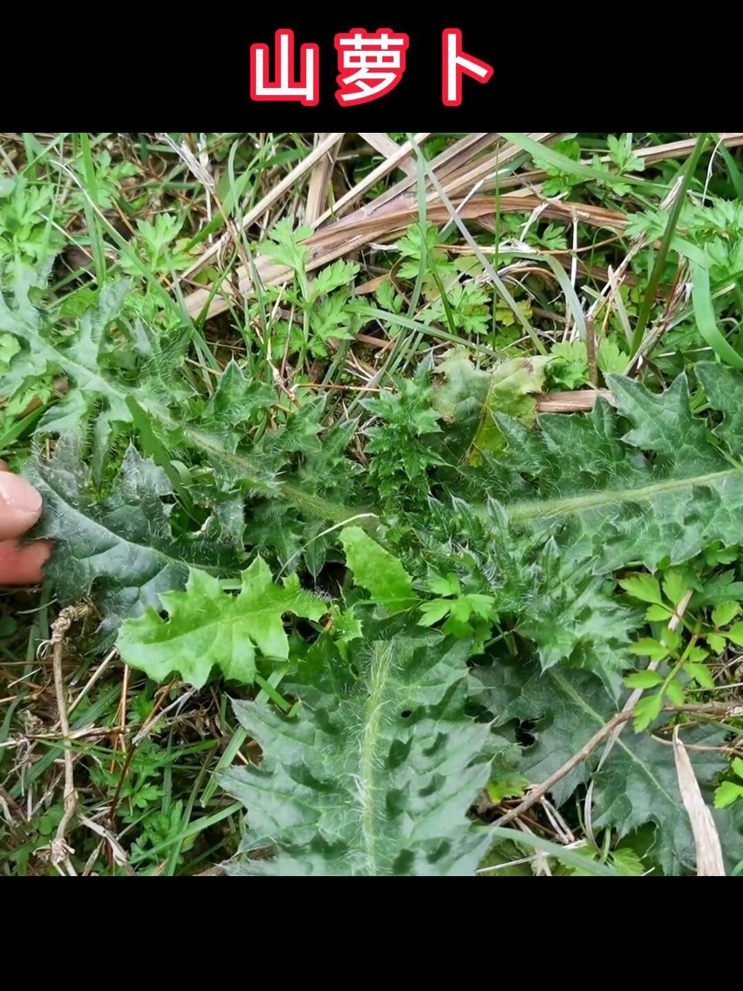 图萝卜丁野菜图片