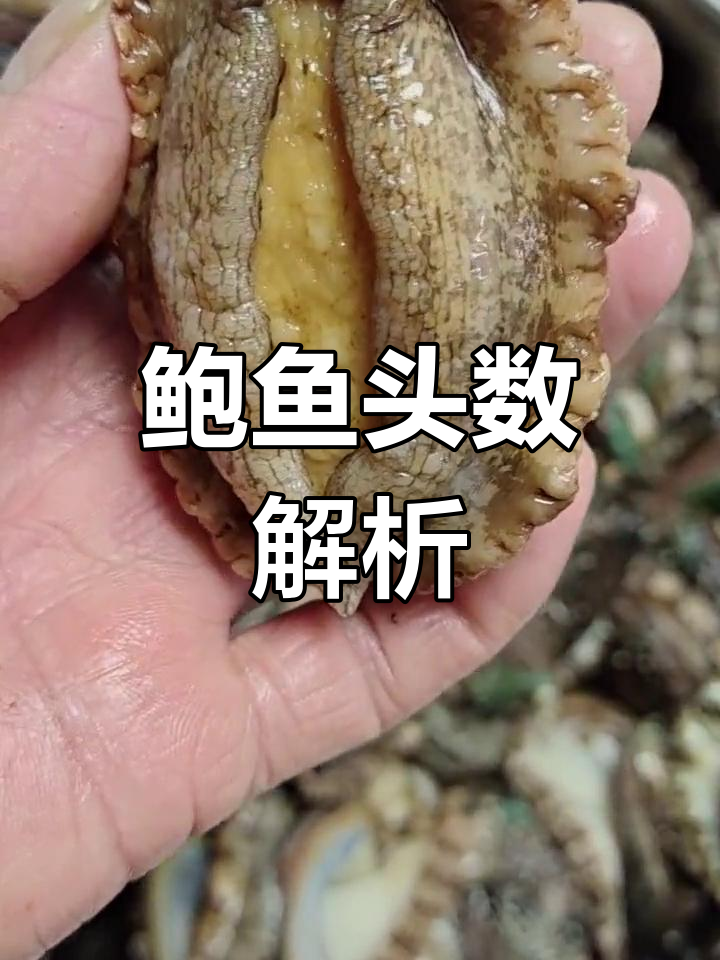 鲍鱼头数代表大小,越少越大.八头即一斤八个