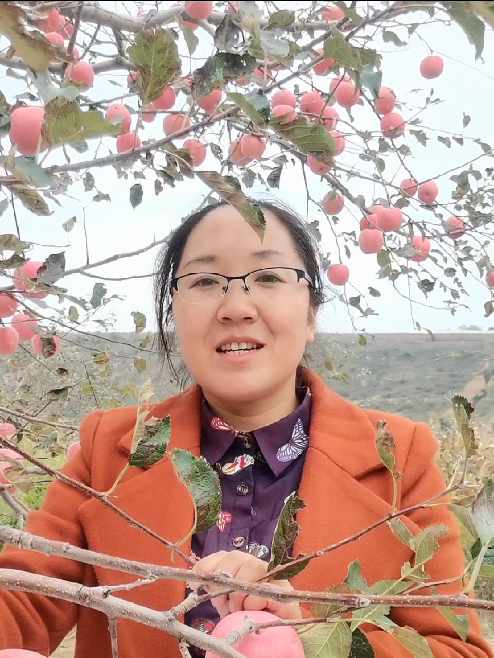 苹果成熟季,新鲜采摘现摘现发,苹果脆甜汁多 创作灵感 新鲜采摘 洛川